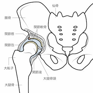 股関節唇損傷・骨盤と股関節の構造図