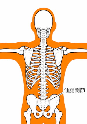 骨盤の仙腸関節の位置を強調した人体骨格図